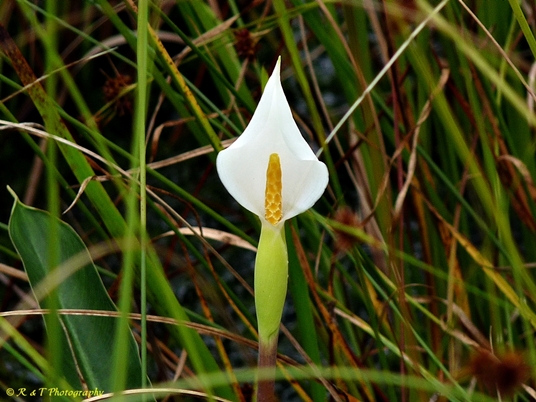 {Peltandra sagittifolia}